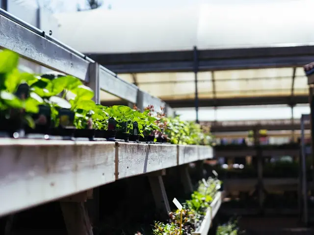 5 légumes à semer en avril pour récolter dès juin
