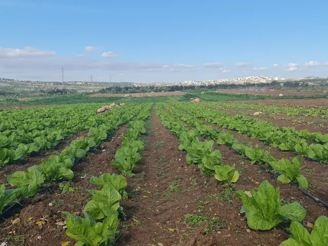 Arrosage goutte-à-goutte DIY : moins de 10€ et zéro gaspillage