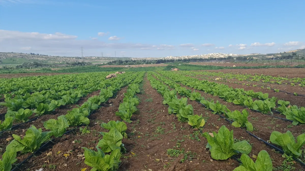 Arrosage goutte-à-goutte DIY : moins de 10€ et zéro gaspillage