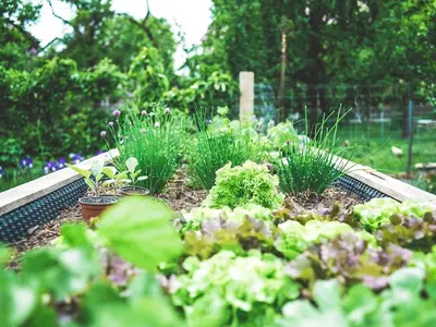 Gros plan sur une feuille de courgette couverte de taches blanches poudreuses d'oïdium.