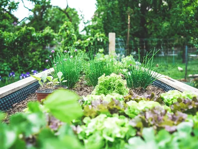 Gros plan sur une feuille de courgette couverte de taches blanches poudreuses d'oïdium.