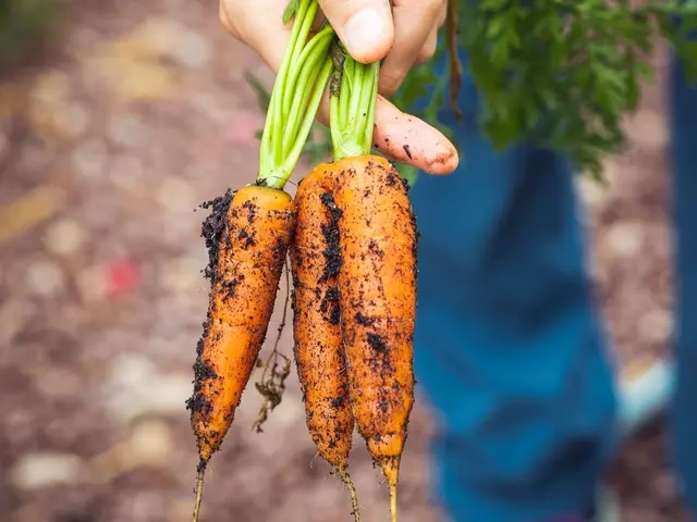 Jeunes plants potagers sous un voile de protection un matin de printemps frais