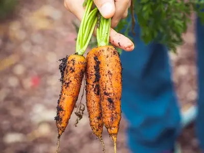 Jeunes plants potagers sous un voile de protection un matin de printemps frais