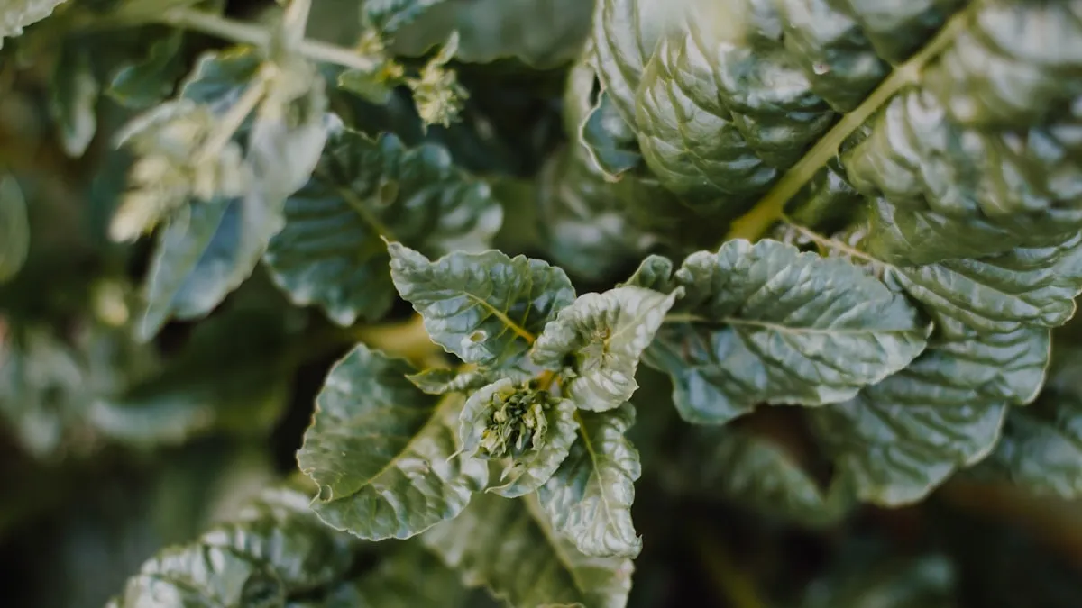 Mildiou tomate : comment le reconnaître en 10 secondes (guide photo)