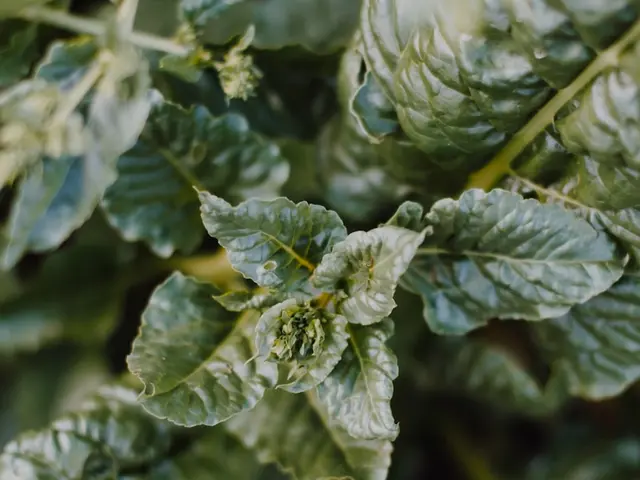 Mildiou tomate : comment le reconnaître en 10 secondes (guide photo)