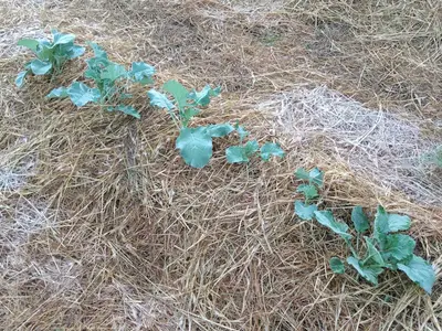 Paillage potager : paille VS BRF, lequel choisir en 2026 ?