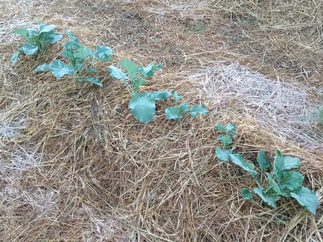 Paillage potager : paille VS BRF, lequel choisir en 2026 ?