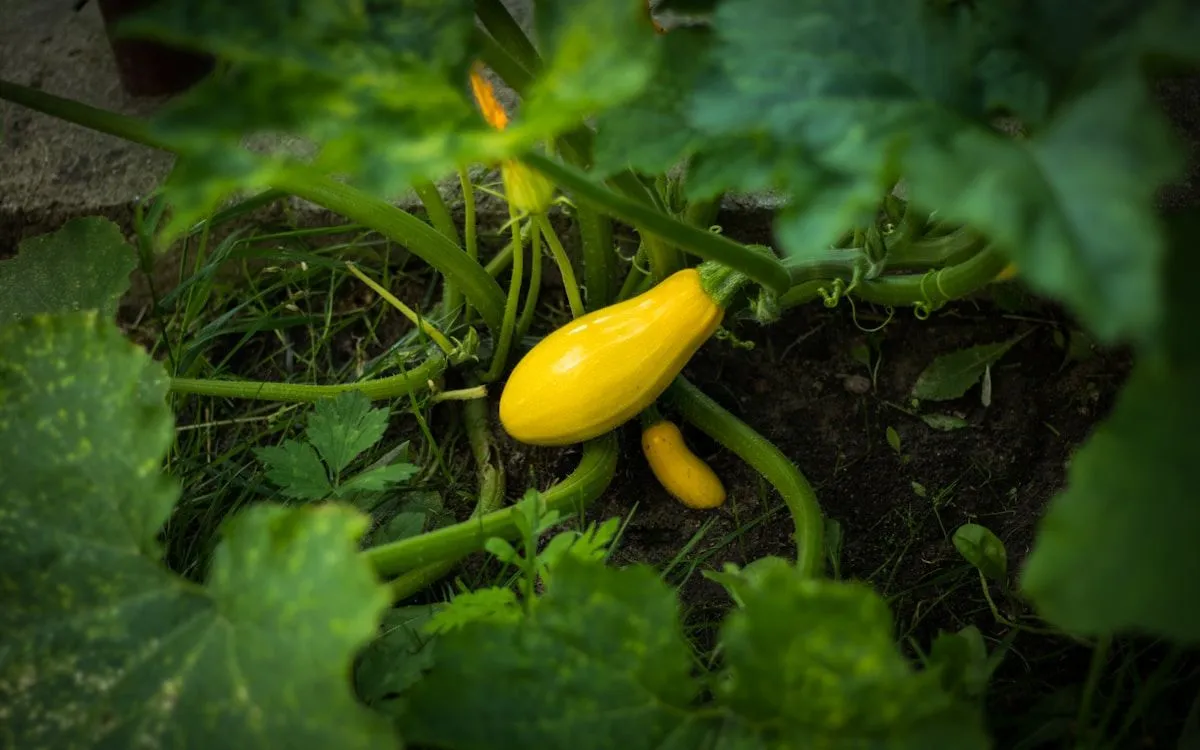 Jeune plant de courgette vigoureux en pleine terre, montrant un espacement adéquat avec d'autres légumes du potager.