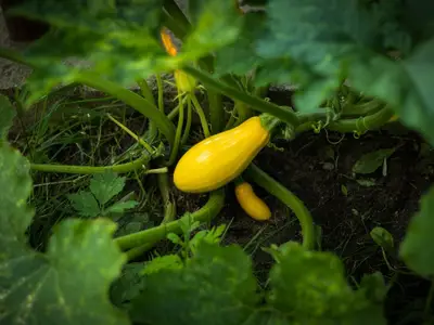 Jeune plant de courgette vigoureux en pleine terre, montrant un espacement adéquat avec d'autres légumes du potager.