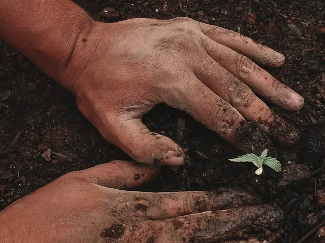 Planter les tomates en avril : la technique du pépiniériste qui double les racines