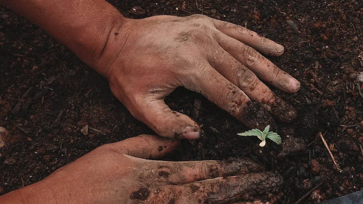 Planter les tomates en avril : la technique du pépiniériste qui double les racines