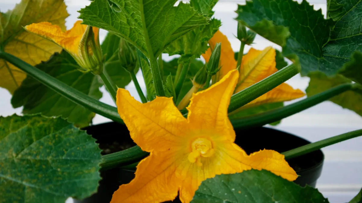 Pourquoi mes plants de courgette jaunissent ? Diagnostic + solution immédiate