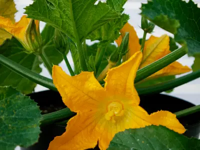 Pourquoi mes plants de courgette jaunissent ? Diagnostic + solution immédiate