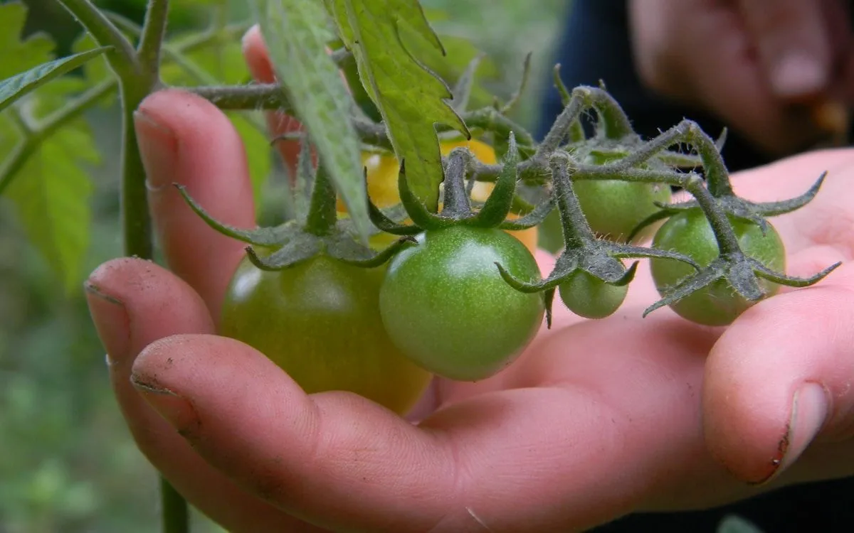 Jeunes plants de tomates précoces poussant en pleine terre sous une cloche de protection au printemps