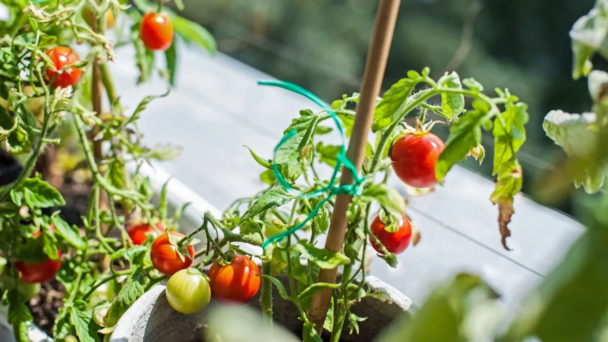 Tomates cerises en pot : le guide complet pour balcon et terrasse